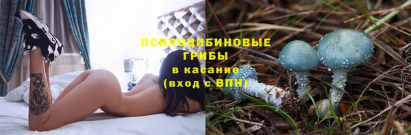 прущие грибы Медвежьегорск